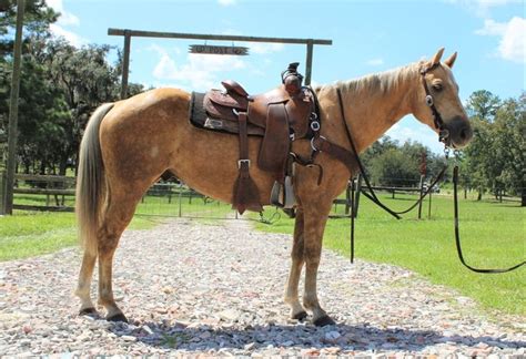 bethorses.com|Horses for Sale: Buy and Sell Horses online.